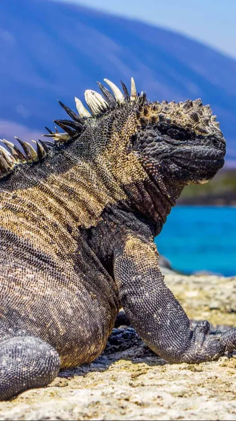 Mengenal Iguana Laut yang Punya Wujud Seperti Godzilla