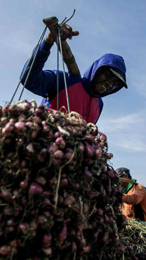 FOTO: Jerit Petani Bawang Merah di Brebes Merugi Akibat Cuaca Tak Tentu