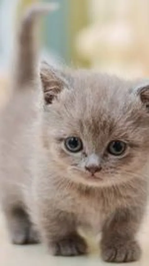 Jenis Kucing Kaki Pendek Imut,  Mempunyai Sederet Kelebihan dan Risiko Pelihara
