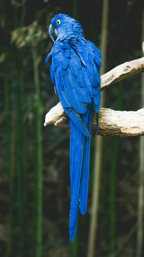 Jenis Burung Khas Indonesia, Ketahui Karakteristik dan Habitatnya