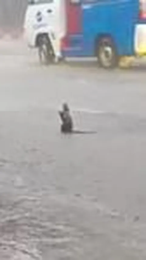 VIDEO: Kocak Abis, Tikus Ini Doa Minta Hujan hingga Loncat Kegirangan di Tengah Jalan