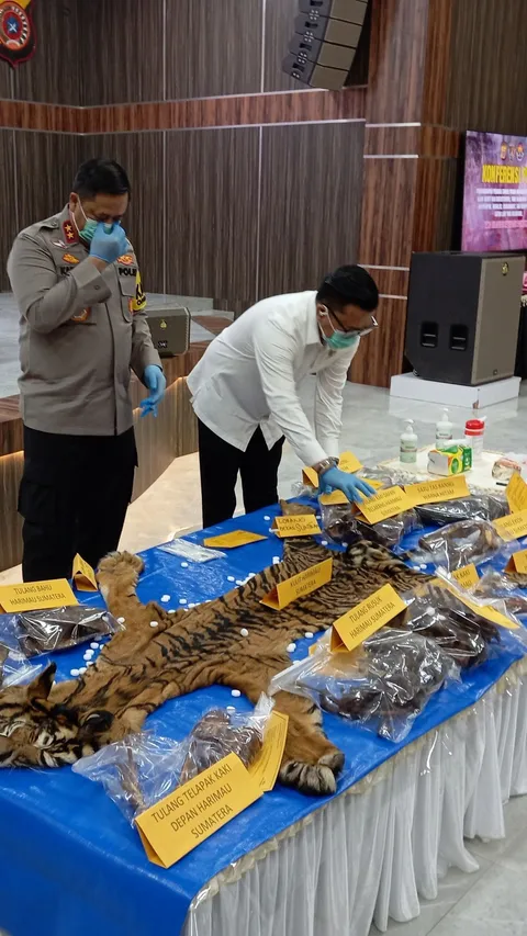 PNS Kecamatan Berkomplot Bareng Petani Jual Kulit Harimau, Belum Dapat Pembeli Sudah Ditangkap Polisi