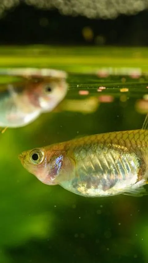 Unik, Ikan Asal Indonesia Ini Berubah Jadi Hitam saat Marah