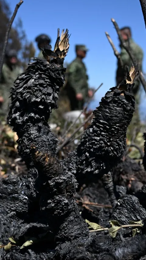 FOTO: Fenomena El Nino Memicu Kebakaran Hutan Tiada Henti di Kolombia