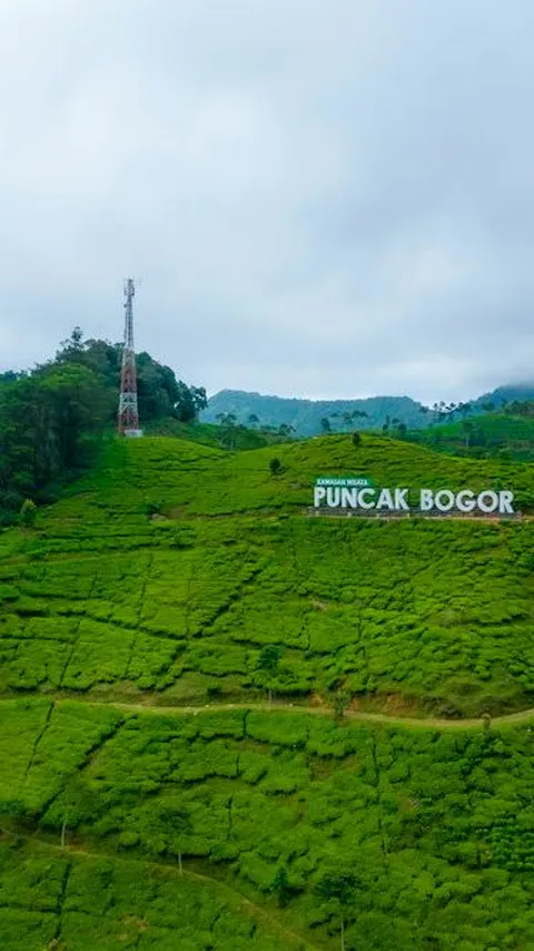 Wisata Puncak Bogor Populer, Seru dengan Pemandangan yang Indah
