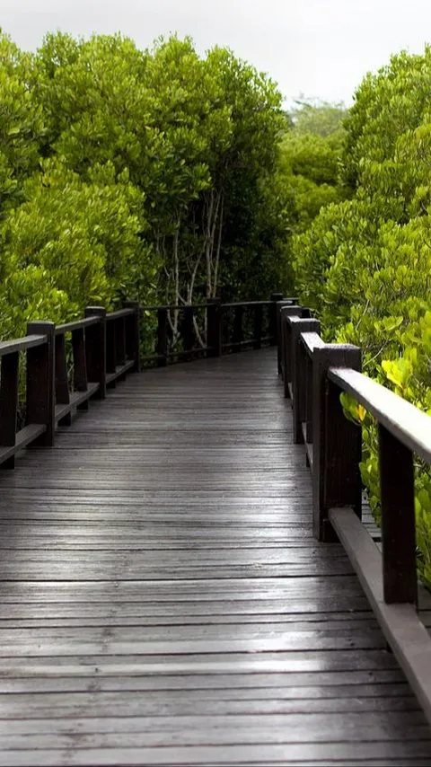 7 Wisata Mangrove di Indonesia, Sajikan Pemandangan Alam Hijau yang Asri