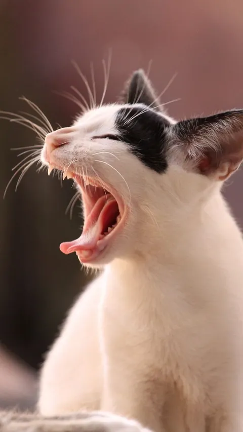 Daftar Obat Cacing Kucing dan Cara Penggunaannya, Dijamin Efektif