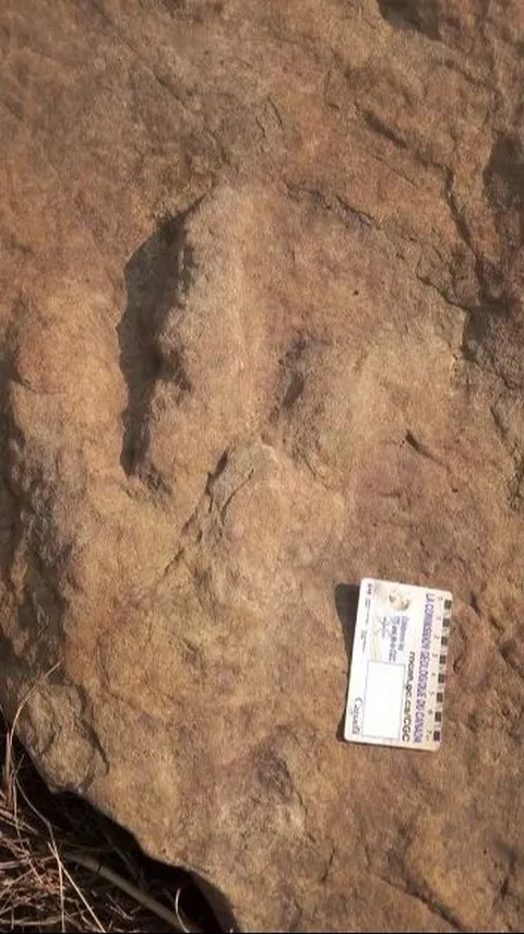Ini Sosok Penemu Fosil Dinosaurus Pertama Kali, 500 Tahun Lebih Dulu dari Ilmuwan Inggris
