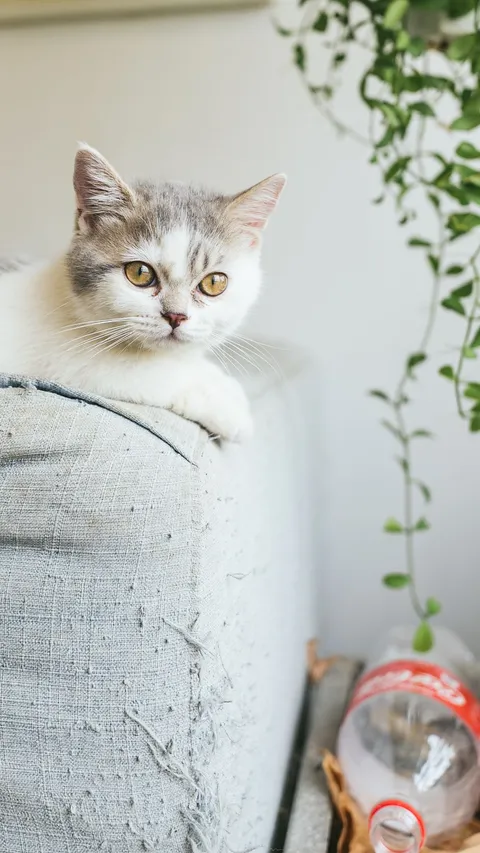 Karakteristik Kucing Munchkin Beserta Cara Merawatnya, Ketahui Sebelum Memelihara