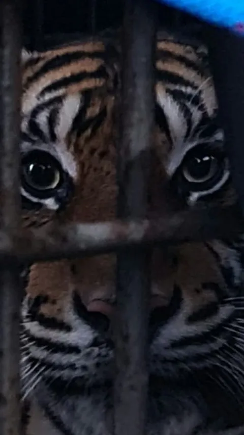 Kembali Ditemukan Harimau Mati di Medan Zoo, Ini Fakta di Baliknya