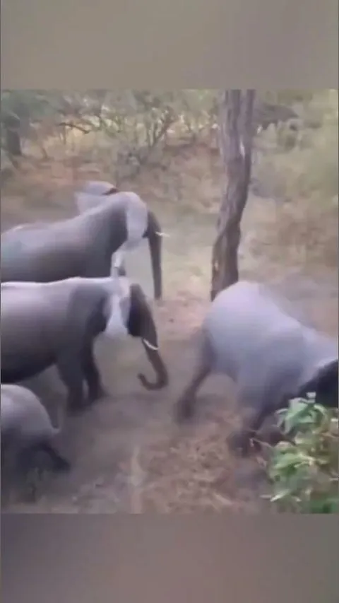 Begini Cara Keluarga Gajah Lindungi Anak Mereka dari Singa