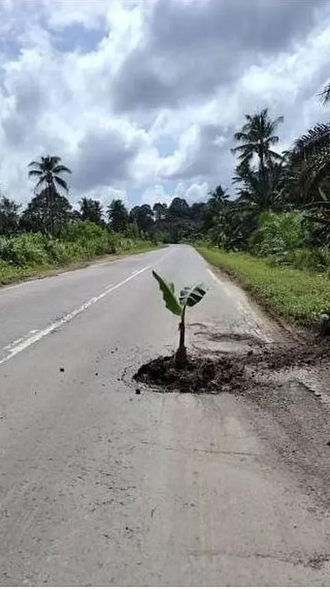 Bukan Hanya di Indonesia, Warga Malaysia Tanam Pohon Pisang di Tengah Jalan Rusak Sebagai Bentuk Protes