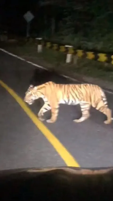 Viral Momen Pengendara Mobil Papasan dengan Harimau Sumatra di Jalan Raya, Warganet Ikut Deg-degan