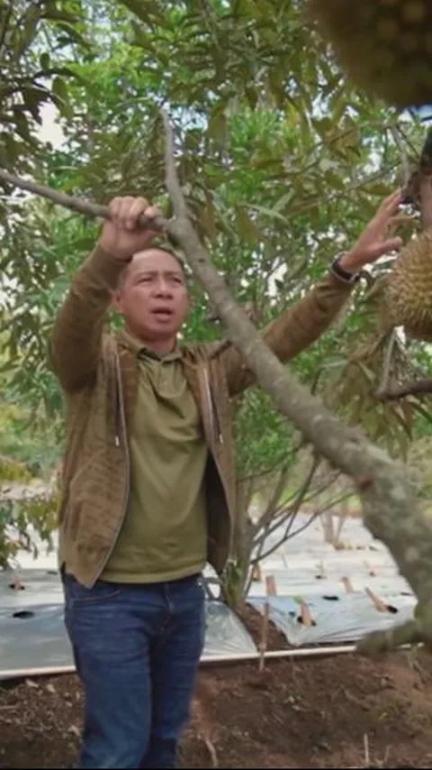 Menengok Panglima TNI Cek Kebun Durian, Asik Banget Lagi Panen Santap di Tempat