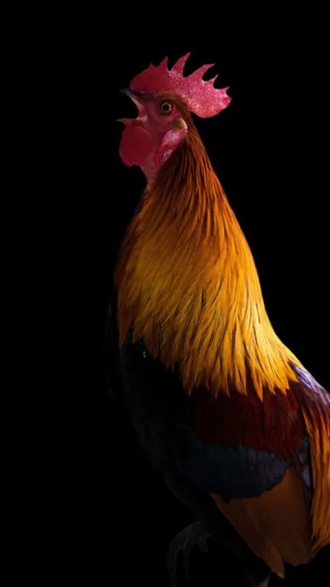 Mitos Ayam Berkokok Malam Hari menurut Primbon, Begini dalam Pandangan Islam