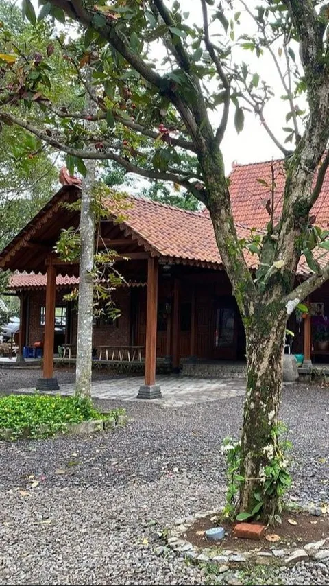 Ada Tanaman Langka, Intip Sederet Potret Warung Titiek Soeharto di Bogor yang Pembukaannya Dulu Dihadiri Prabowo Subianto