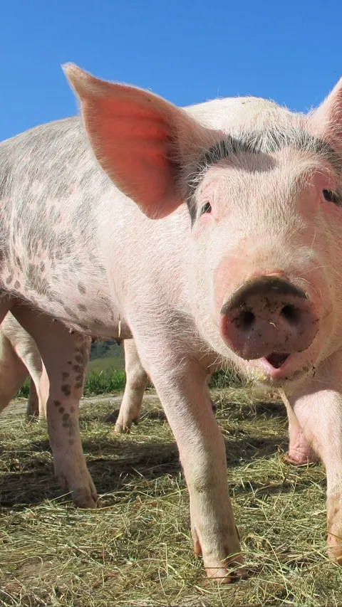 Geger Puluhan Ekor Ternak Babi di Sikka Mati Mendadak, Ternyata Ini Penyebabnya