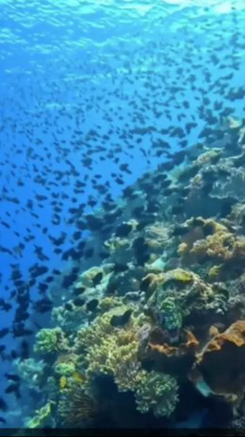 Bak Surga Dunia, begini Penampakan Bawah Laut Pulau Banda Naira yang Disebut Jadi Impian Banyak Orang