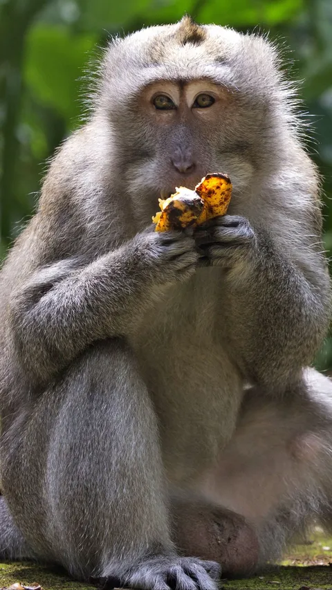 Ilmuwan Ungkap Sejak Kapan Nenek Moyang Kera dan Monyet Suka Makan Buah-Buahan Lembut dan Manis