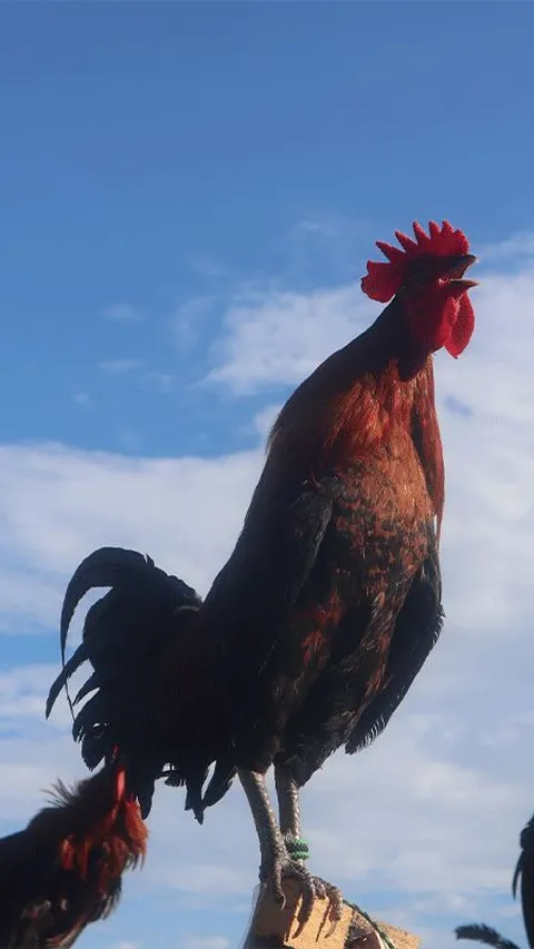 Mengenal Ayam Kukuak Balenggek, Hewan Endemik Sumatera Barat yang Punya Suara Merdu