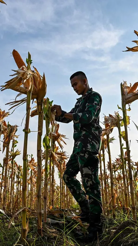 FOTO: Potret Pajurit TNI Berbaju Loreng Panen Jagung di Aceh