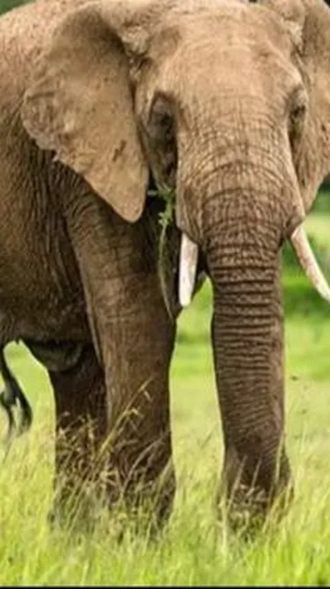 Pasang Kabel Telanjang di Kebun Hingga Sebabkan Gajah Mati, Petani di Aceh Ditangkap