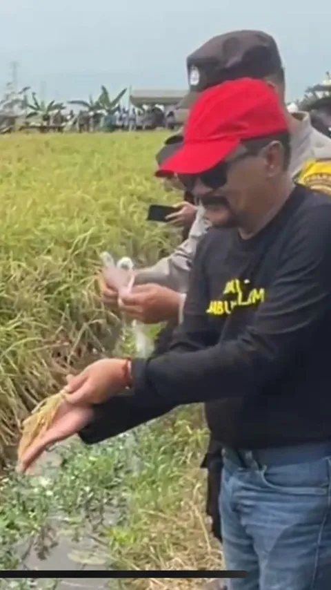 Setiap Hari Panen, Kabupaten Tanah Laut Siap Penuhi Beras Nasional