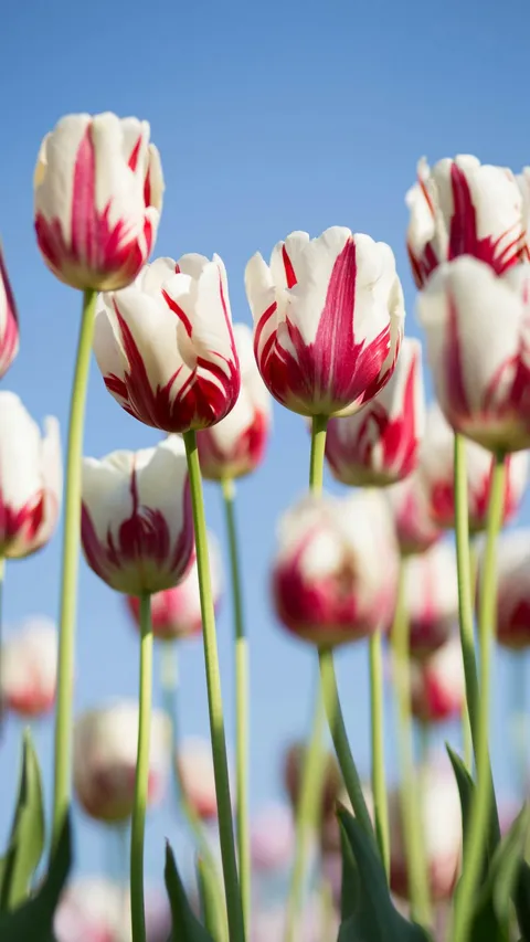 20 Fakta Unik Bunga Tulip, Ternyata Punya 3000 Jenis Berbeda dan Dipercaya Bisa Jadi Obat