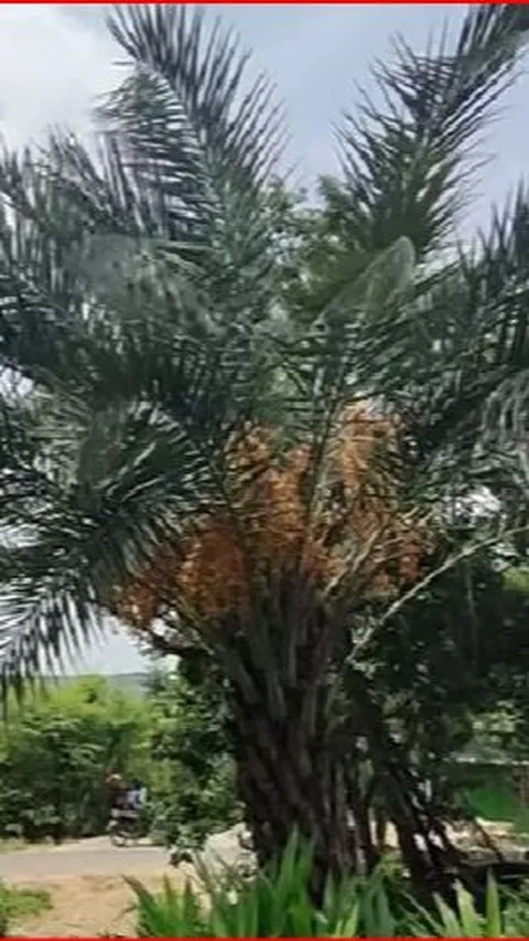 Pohon Kurma Ini Tumbuh Sendiri di Daerah Perbukitan Rembang, Pemiliknya Sempat Mengira Pohon Salak