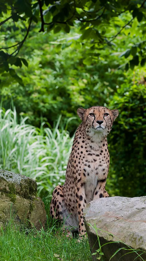 Ilmuwan Temukan Misteri Cheetah Bisa Berlari dengan Kecepatan Tinggi, Ternyata Ini Rahasianya