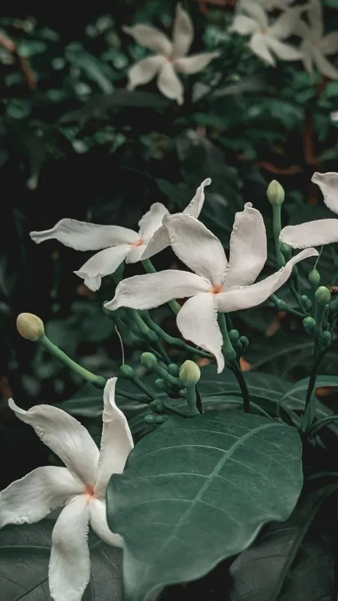 Mitos Bunga Melati di Depan Rumah, Dipercaya Mengundang Roh Halus