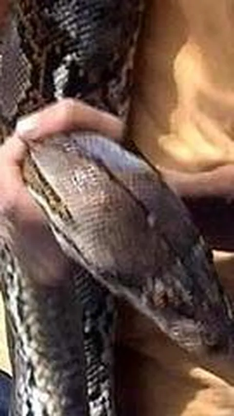 Ular Sanca Predator Ayam di Tangsel Dikepung Warga karena Petugas Damkar Tak Kunjung Datang