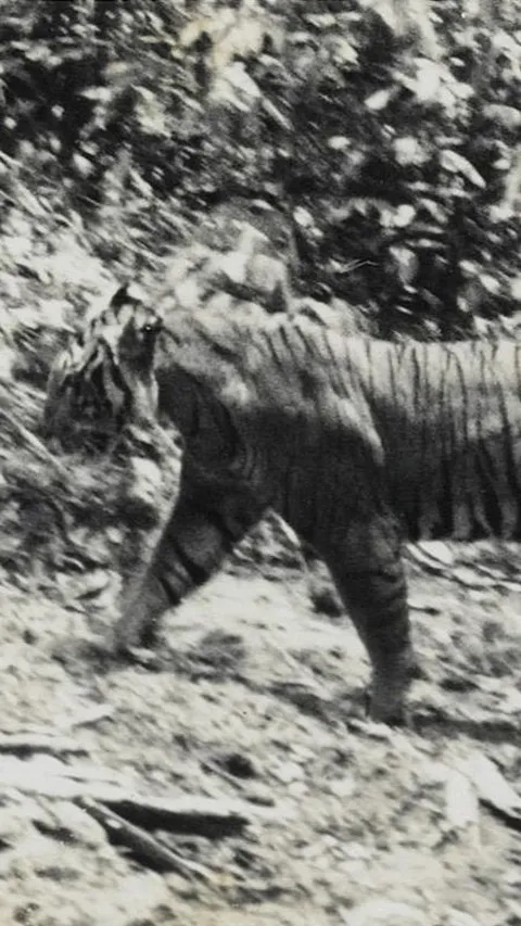 Telah Dinyatakan Punah, Sehelai Rambut ini Ungkap Tabir Keberadaan Harimau Jawa