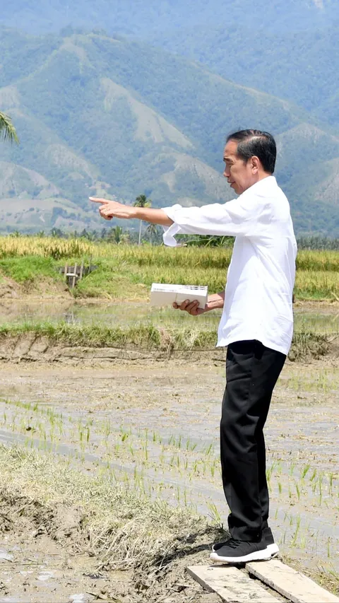 Jokowi Cek Panen Raya Padi di Sigi: Hasilnya Bagus, Bisa 6 Ton per Hektare