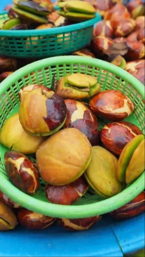 Pakar UI Sebut Kebanyakan Makan Jengkol Bisa Merusak Ginjal