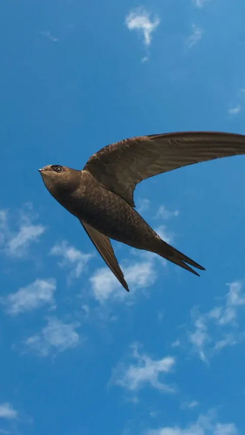 Burung Ini Mampu Terbang 10 Bulan Nonstop, Makannya saat Melayang di Udara