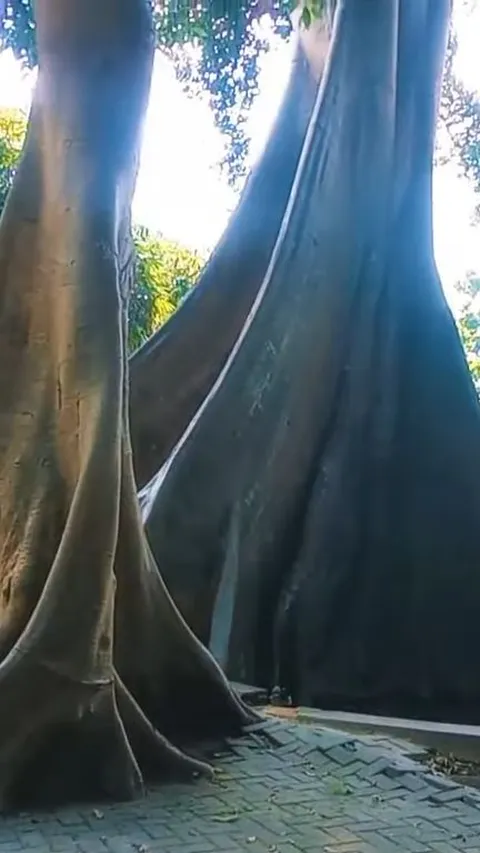 Kisah Sepasang Pengantin Jadi Dua Pohon Raksasa di Umbul Leses Boyolali,  Konon Jika Akarnya Menyatu Kembali Jadi Manusia