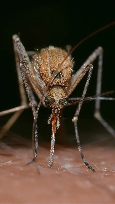Pelepasan Nyamuk Wolbachia di Badung Diperluas, Terungkap Ini Alasannya