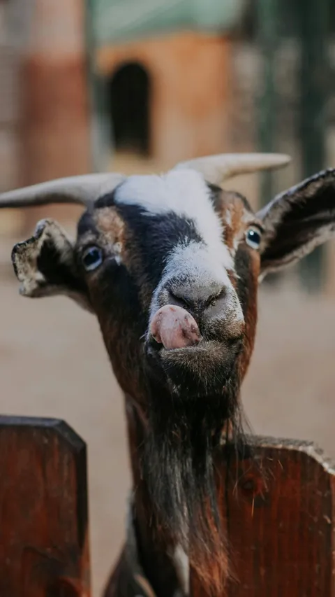 Perbedaan Kambing PE dan Jawa Randu, Ini Penjelasan Lengkapnya