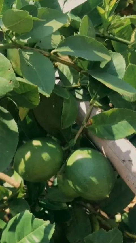 Miliki Kebun dan Produk Lemon, SMAN di Sumedang Ini Latih Para Siswa jadi Entrepreneur