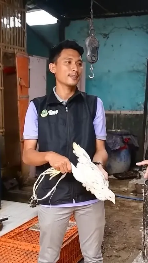 Berkat Usaha Ayam Kampung, Pemuda Indramayu Ini Sukses Raup Omzet hingga Ratusan Juta Rupiah