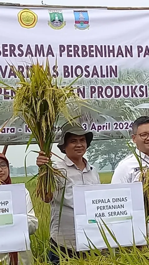 Kementan dan Provinsi Banten Kembangkan Padi Varietas Biosalin untuk Wilayah Pesisir