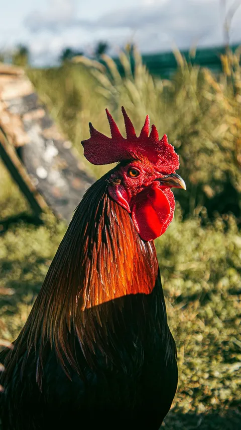 Mitos Ayam Pelung di Indonesia, Bisa Membawa Keberuntungan