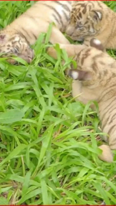 Safari Solo Pamer Tiga Ekor Bayi Harimau Lucu pada Momen Libur Lebaran, Begini Penampakannya