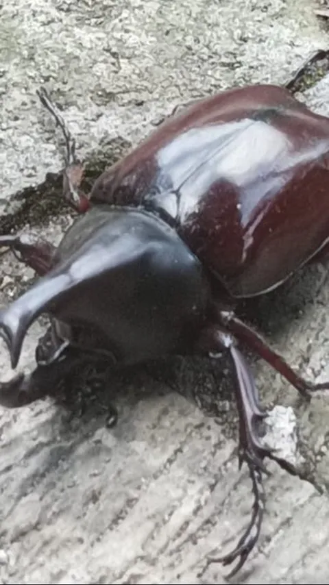 Mengenal Kumbang Hercules, Serangga Berkekuatan Besar, Kemampuannya Bikin Melongo