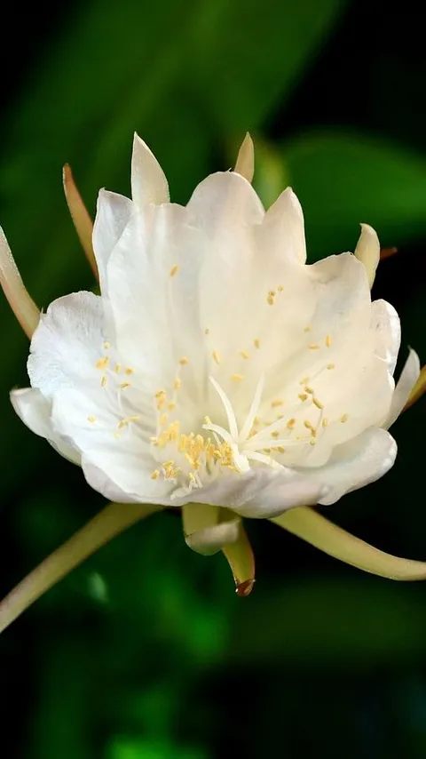 5 Mitos Bunga Wijaya Kusuma, Lambang Keberuntungan dan Kemakmuran