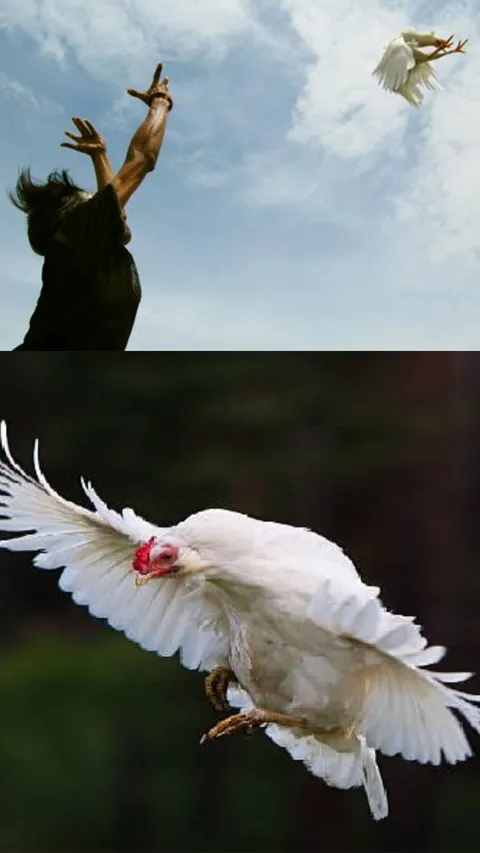 Potret Seru Lomba Ayam Sap-Sap di Pantai Situbondo, Adu Cepat Induk Ayam Terbang dari Laut Menuju Daratan