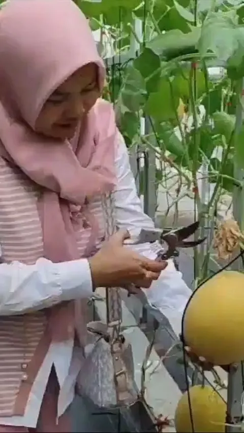Petani Melon di Pangandaran Izinkan Warga Ngabuburit di Kebunnya, Bisa Petik Buah Sendiri dengan Harga Terjangkau