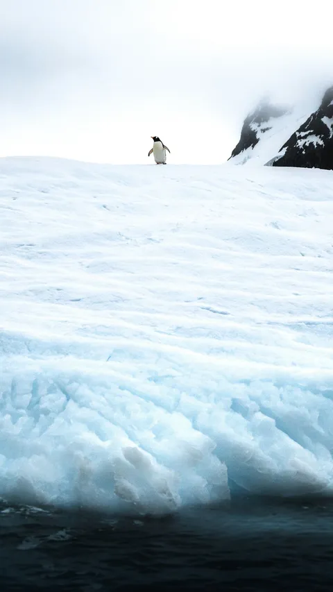 Penjelasan Sains Mengapa Antartika Disebut sebagai Gurun