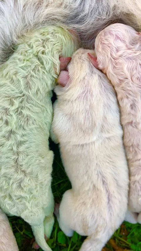 Cara Merawat Bayi Anjing yang Baru Lahir, Wajib Diketahui Agar Anabul Sehat